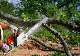 Best Tree Mulching  in Mountain View, CA